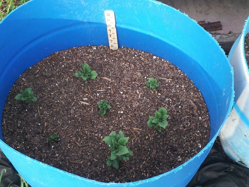Potato growing roots along the stem